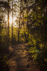 Path in the woods with beautiful sun light above
