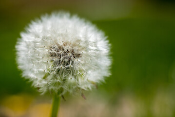 Light and soft dandelion (Taraxacum) flower head composed of numerous small florets
