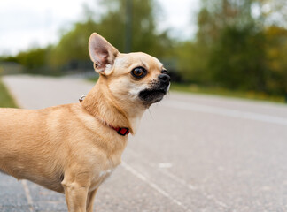 A shorthair apple head Chihuahua standing outside next to a bicycle road
