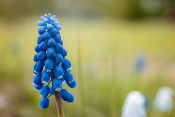 Blossom of a beautiful blue flower with many bells and green fields in background
