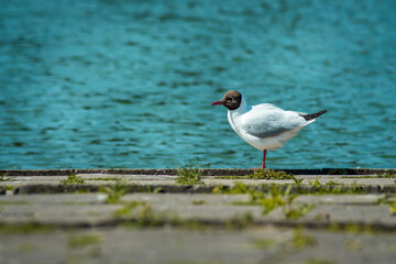 A small seagull standing on one leg by the water on pavement and grass
