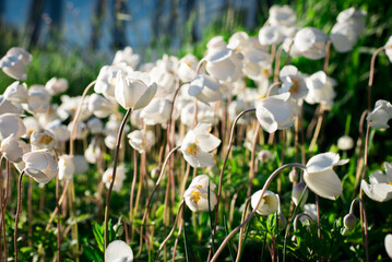 Bunch of small beautiful white flowers outside taking sun energy
