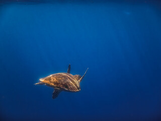 hawksbill turtle swims in blue water with sunrays