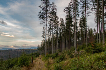 Autumn trees with colorful leaves