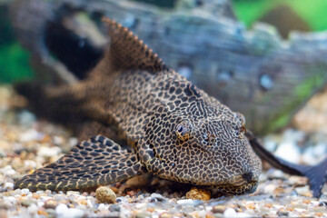 Catfish stuck (Ancistrus dolichopterus) swims in the aquarium