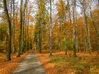 Obraz premium Autumn trees with colorful leaves