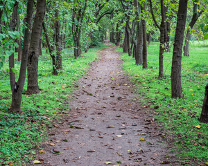 Footpath or pathway in Youth park, Bucharest. Nature trail in the forest.