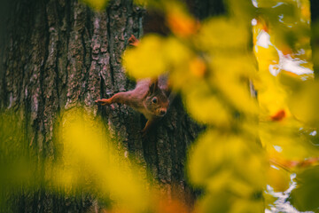 Eichhörnchen auf einem Baum, Marswiese/Wien/Österreich