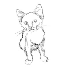 Vector Illustration of Adorable Cat. Sketched Little Cute Kitten. Monochrome Freehand Drawing. Kids Style Graphic. Stylized Cartoon Beautiful Kitty. Realistic Pen Drawing Imitation. Animal Art.

