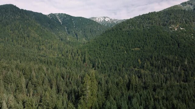 Aerial Reveal of Dense Forest Trees Deep in Mountain Backcountry