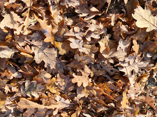 fallen oak leaves in the garden in autumn