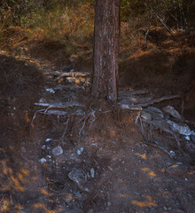 Roots