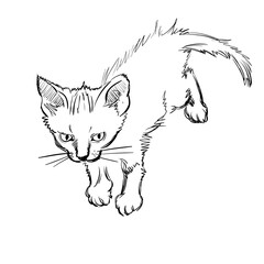 Vector Illustration of Adorable Cat. Sketched Little Cute Kitten. Monochrome Freehand Drawing. Kids Style Graphic. Stylized Cartoon Beautiful Kitty. Realistic Pen Drawing Imitation. Animal Art.
