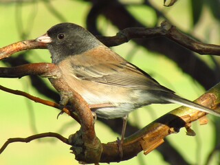 Finch in tree