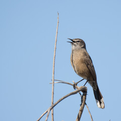 Addo Elephant National Park: Karoo scrub-robin proclaiming its territory from a tree top
