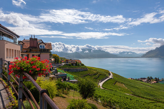 Paysage entre lac et montagnes, vignoble en terrasses du Lavaux, Suisse