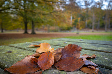 fallen autumn leaves macro photography fall season