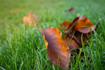 fallen autumn leaves macro photography fall season