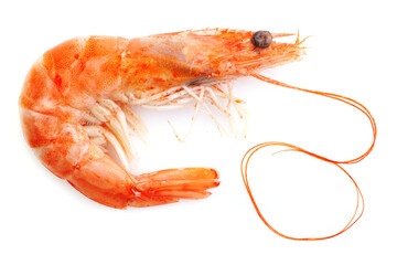 Fresh shrimps on white background