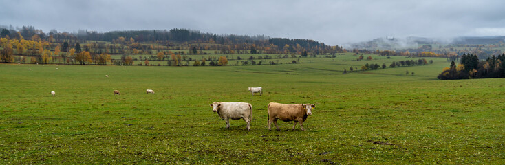 grazing bulls on pasture in autumn, banner