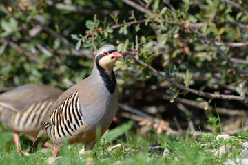 Chukar partridge (Alectoris chukar), Greece