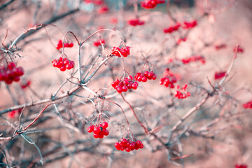 Beautiful artistic autumn garden background in pink tones with bush branches and bright juicy red ripe berries of useful medicinal viburnum