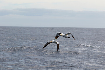 Two cape gannets in flight
