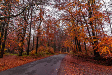 asphalt road in the autumn forest