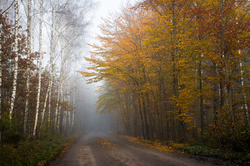 Foggy forest road on early October morning. Different types of deciduous trees - birches, oaks, lime trees. Path leading to Palmiry Museum, Poland. Selective focus on the foliage, blurred backround.