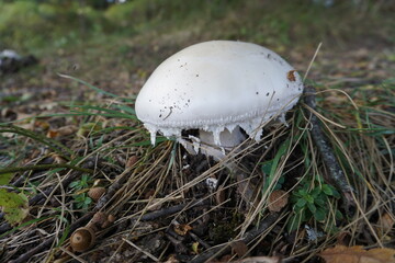 closeup of a white mushroom in the forest starting to rot