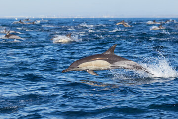 Fototapeta premium Pod of common dolphins in Algoa Bay, Port Elizabeth