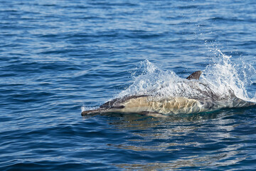 A common dolphin in Algoa Bay, Port Elizabeth