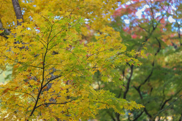 Fototapeta premium Autumn in Japan, November
