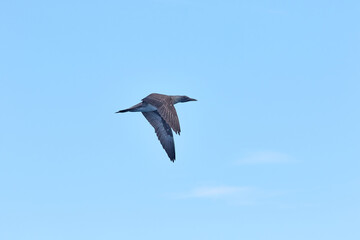 An immature cape gannet in flight