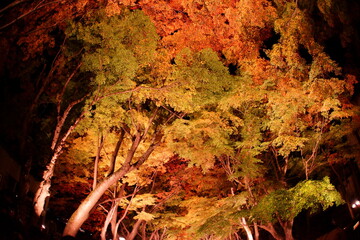 The changing of the color of the leaves