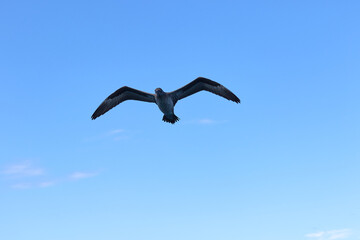 An immature cape gannet in flight