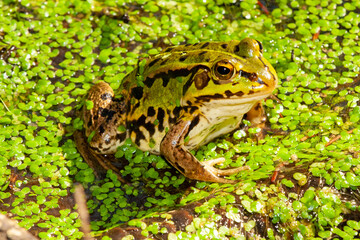 Grasfrosch