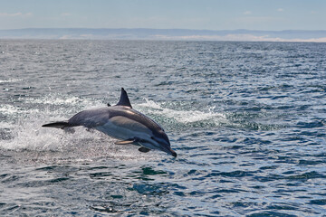 Naklejka premium A common dolphin in Algoa Bay, Port Elizabeth