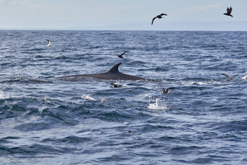 Bryde's whale at Algoa Bay