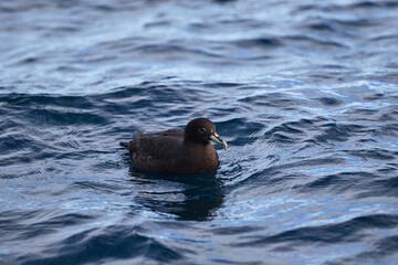 White-chinned petrel swimming near Bird Island