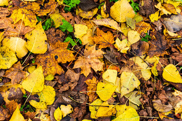 fallen leaves in autumn with their bright colors