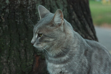 Gray smoky kitten on the background of a tree trunk.