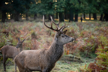 Beautiful image of red deer stag in vibrant golds and browns of Autumn Fall landscape forest
