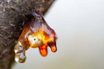 Gummosis, the formation of patches of a gummy substance on the surface of fruit trees.
