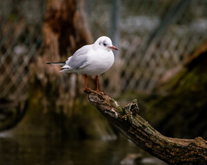 Möwe im Wasserpark Floridsdorf, Wien, Österreich