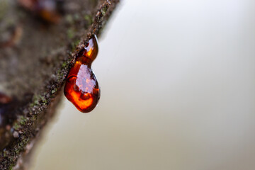 Gummosis, the formation of patches of a gummy substance on the surface of fruit trees.