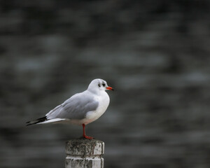 Fototapeta premium Möwe im Wasserpark Floridsdorf, Wien, Österreich