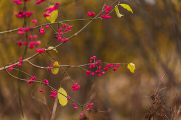 pink flowers bloom on the branches of trees