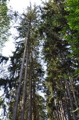 Trees in the park