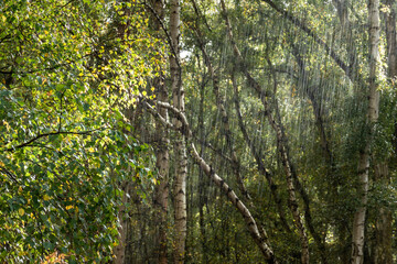 Beautiful Autumn Fall forest landscape with vivid warm Fall colours and variety of trees in woods